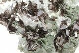 Lustrous Axinite-(Fe) and Smoky Quartz Associaition - Russia #208745-1